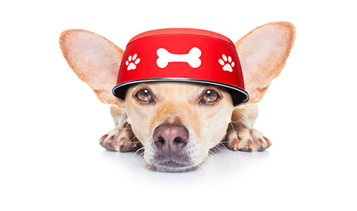 image-about-2-pawfect