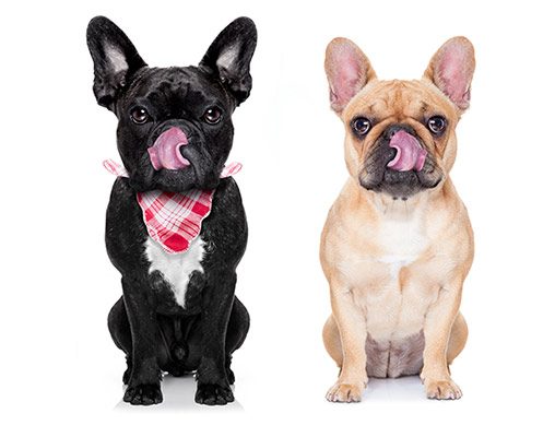 image-about-pawfect